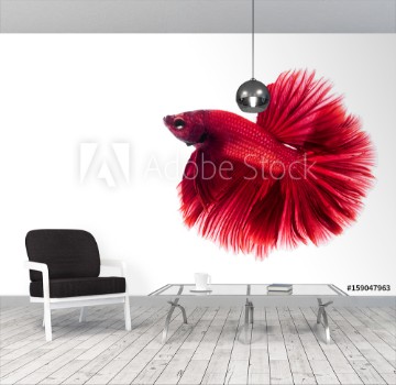 Bild på Red Siamese fighting fish Betta on isolated white background